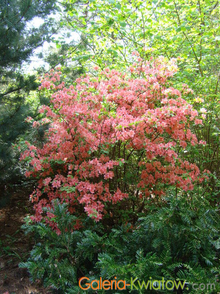 Rododendron krzew