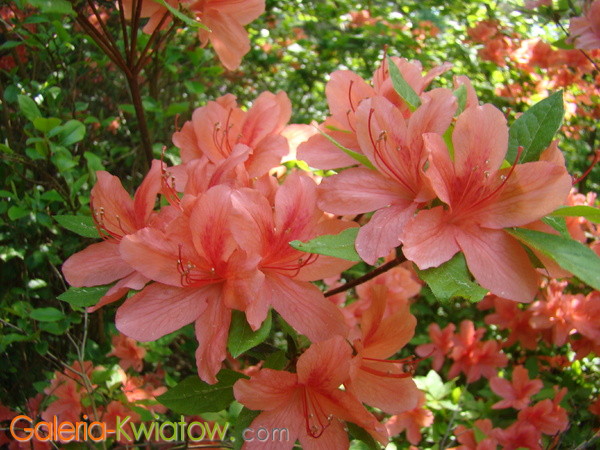 Rododendron łososiowy