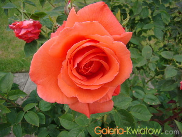 Róża klasyczna