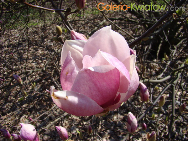 Różowa magnolia