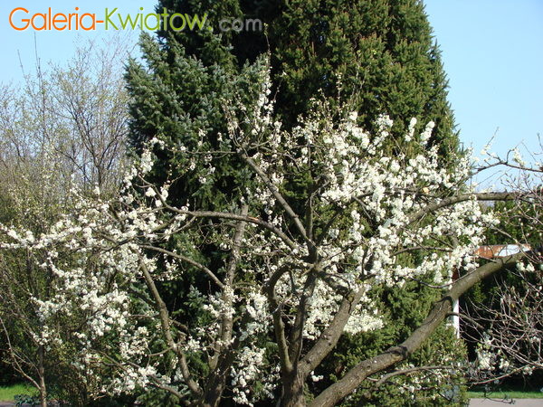 Stara magnolia