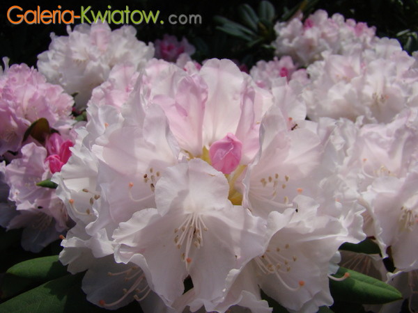 Rhododendron biały