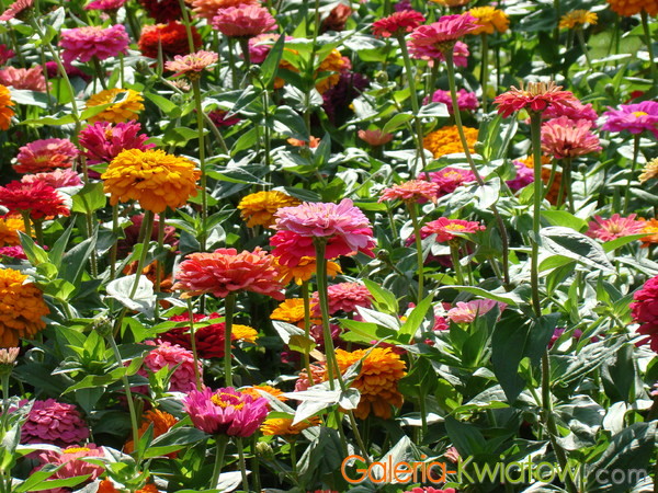 Kolorowe kwiaty ogrodowe
