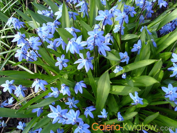 Niebieski kwiaty cebulkowe