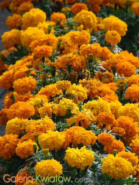 Pomarańczowe kwiaty aksamitki