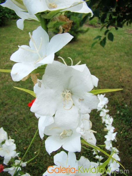 Dzwonek brzoskwiniolistny kwiat