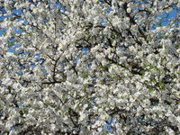 Białe kwiaty na drzewie