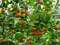 Drzewko mandarynkowe