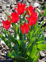 Kępa czerwonych tulipanów