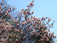 Magnolia o wielkich kwiatach