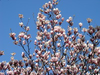 Magnolia różowa