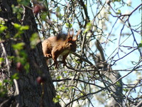Ruda wiewiórka na drzewie