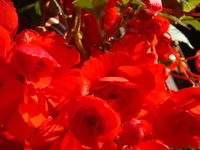 Begonia kwiaty