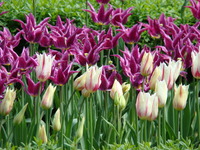 Białe i fioletowe tulipany liliowe