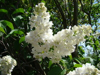 Białe kwiaty bzu