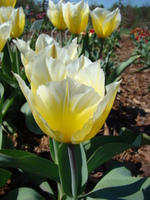 Biało-żółty tulipan