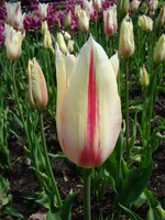 Biały duży tulipan