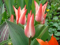 Czerwone tulipany z białymi brzegami płatków