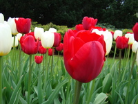 Czerwony tulipan z bliska