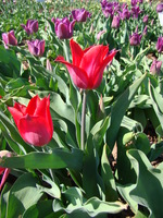 Dwa czerwone tulipany