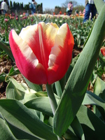 Dwukolorowy tulipan