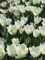 Grządka białych tulipanów