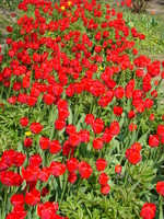 Grządka tulipanów
