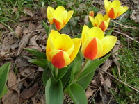 Holenderskie tulipany