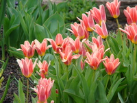 Kępa różowych tulipanów