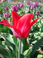 Korona tulipana