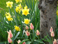 Narcyzy z tulipanami