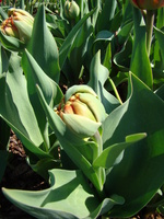 Pąk tulipana