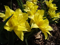 Pełne żółte tulipany