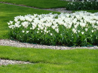 Rabata białych tulipanów