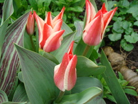 Różowo-białe tulipany greigii