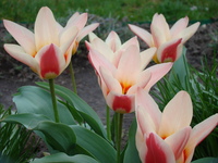Różowo-czerwone liliowe tulipany