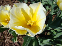 Słupek tulipana
