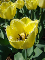 Środek tulipana strzępiastego
