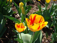 Tulipa Olympic Flame