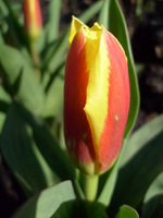 Tulipan przed kwitnieniem