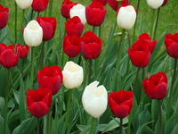 Tulipany białe i czerwone