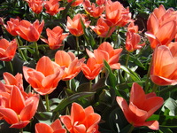 Tulipany kwiaty