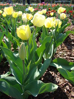 Tulipany Maria Kaczyńska