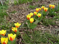 Tulipany ogród
