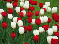 Tulipany śnieżno-białe i krwisto-czerwone