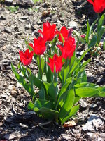 Tulipany w kępie
