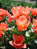 Tulipany w słońcu