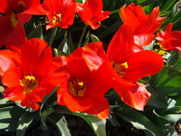 Tulipany zdjęcie