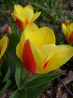 Zdjęcie tulipana