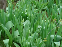 Zielone pąki tulipanów